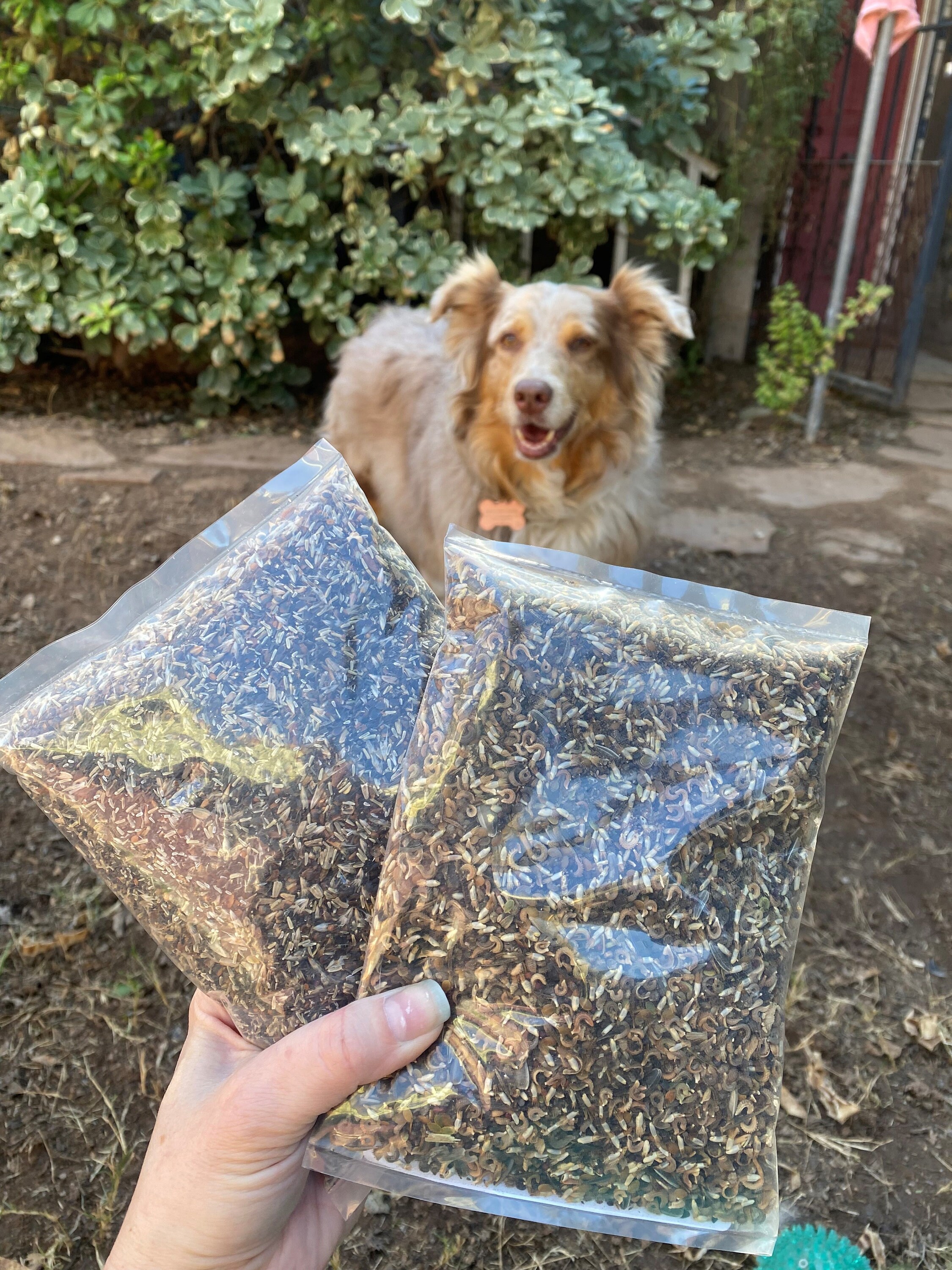 Pack of 3 All Perennial Wildflower Seed Bombs, US Native Wildflower