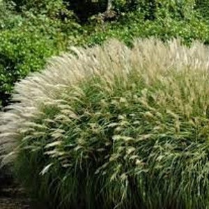 30 Chinese Silvergrass Miscanthus Seeds. Ships free