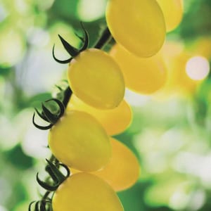 May include: Close-up of a cluster of ripe, yellow cherry tomatoes on the vine. The tomatoes are oval-shaped with a smooth skin and are attached to a dark green stem. The background is a soft, blurred green.