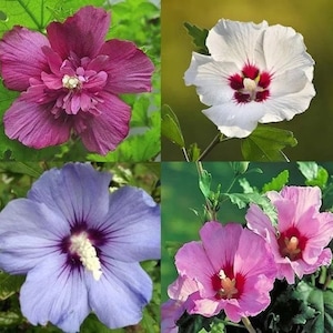 May include: Four hibiscus flowers in different colors: purple, white, blue, and pink. Each flower has a red center with a white center.