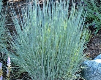 200 Little Bluestem Ornamental Grass Seeds. Ships free