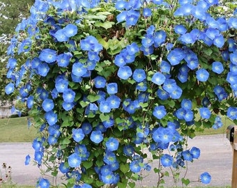 50 Heavenly Blue Morning Glory Seeds. Ships free