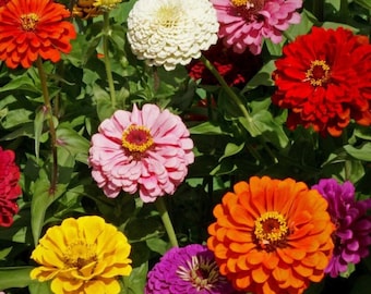 100 Giant California Zinnia Mix seeds. Free Shipping