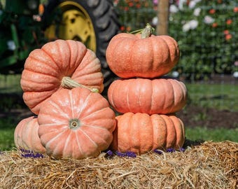 10 Summer Sky Pumpkin Seeds. Ships free