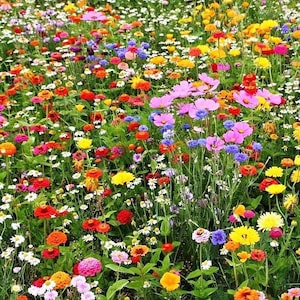 200 Wildflower Mix Seeds. Ships free