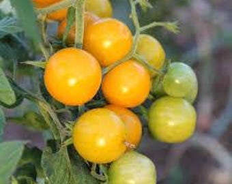 50 Sun Sugar Yellow Cherry Tomato Seeds. Ships free