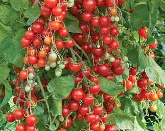 50 Sweet Million Tomato Seeds. Ships free