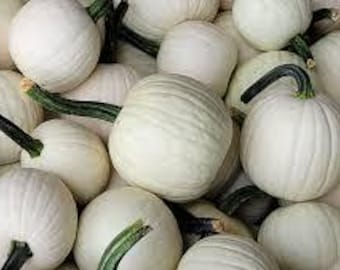 10 Snowball Pumpkin Seeds. Ships free