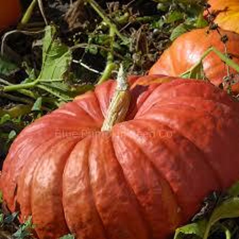 Deep Ridges Pumpkin 10 Cinderella's Carriage Pumpkin Seeds. Ships Free - Etsy