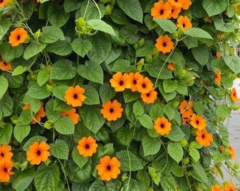 60 Black Eyed Susan Thunbergia Vine Seeds. Ships free