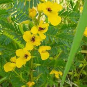 May include: Close-up of vibrant yellow flowers with dark centers, set against a backdrop of green, fern-like leaves. The flowers are in full bloom, showcasing their delicate petals and intricate details. The image captures the natural beauty of the plant.