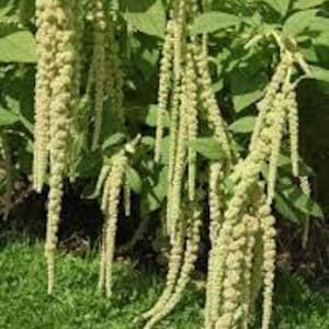May include: Close-up of Amaranthus plants with long, cascading, pale green flower spikes. The plants have green leaves and are set against a backdrop of more foliage and grass.