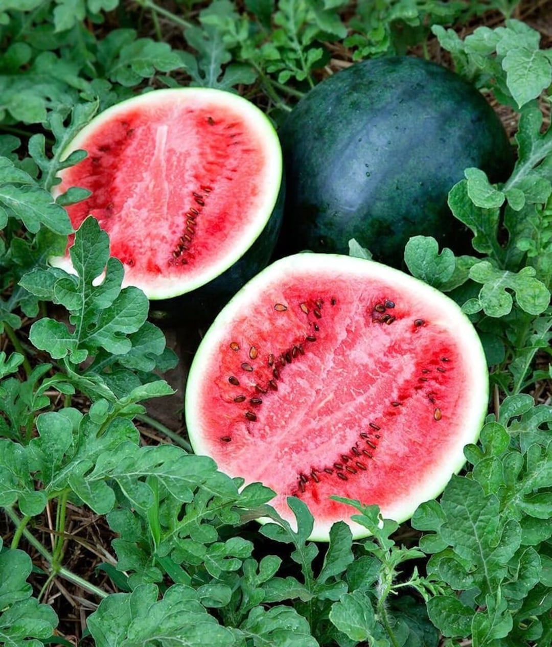 50+ Sugar Baby Watermelon Seeds - Open-Pollinated Heirloom - Ohio Heirloom Seeds - View #2