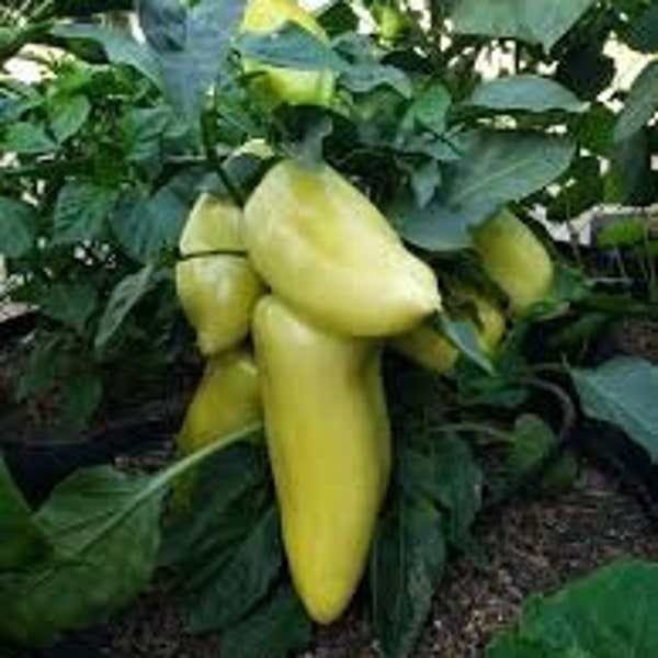 20 Gypsy Pepper Seeds. Ships free