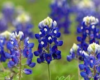 May include: A field of bluebonnet wildflowers in bloom. The flowers are a vibrant blue with white tips and are growing in a field of green grass.