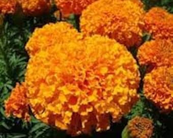100 Orange Inca Marigold Seeds. Ships free