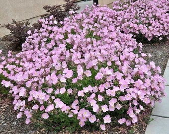 500 Showy Evening Primrose Seeds. Ships free