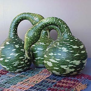 May include: Three decorative gourds with long, curved necks. The gourds are green with white speckles and sit on a colorful woven mat. The gourds have a unique shape and texture, perfect for home decor.