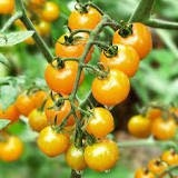 100 Yellow Cherry Tomato Seeds. Ships free