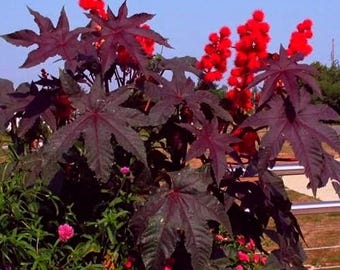 35 Red Wonder Tree Castor Pods Exotic Seeds. Ships free