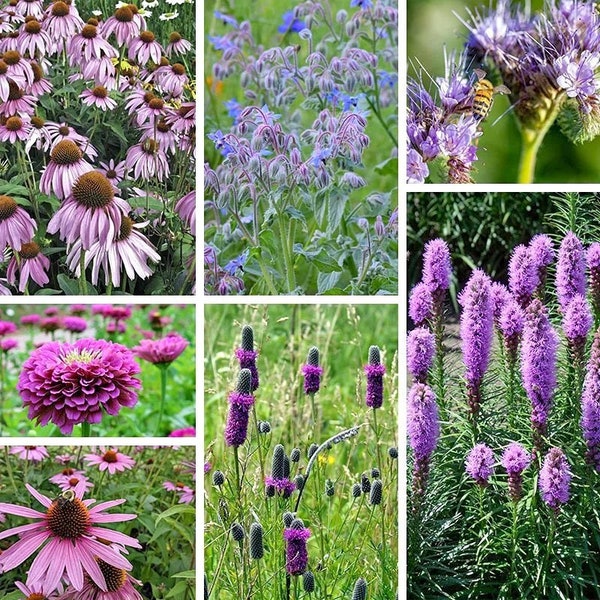 200 Purple Wildflower Mix Seeds. Ships free