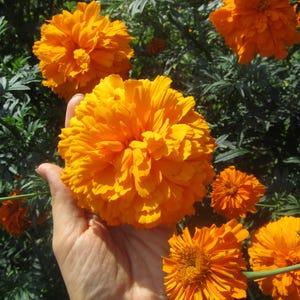 May include: Close-up of vibrant orange marigold flowers in full bloom. The flowers are held in a hand, showcasing their size and texture. Green foliage provides a contrasting background.