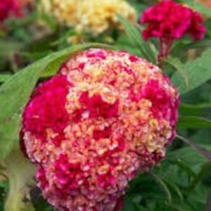 May include: Close-up of a vibrant red and yellow cockscomb flower with a textured, ruffled appearance. The flower is in bloom and has a unique, almost brain-like shape.