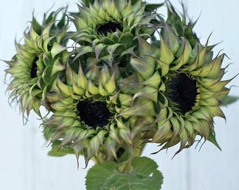 May include: A bouquet of green sunflowers with dark brown centers. The sunflowers are arranged in a cluster, with the stems visible at the bottom.