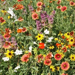 200 Dryland Wildflower Mix seeds. Free shipping