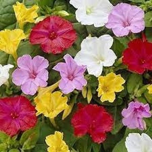 May include: A close-up of a variety of colorful four o'clock flowers. The flowers are in shades of red, pink, yellow, and white, with green foliage. The flowers have a trumpet shape.