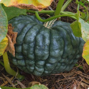 10 Marina di Chioggia Seeds. Winter Squash. Ships free