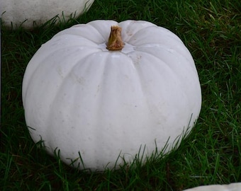 10 Lumina Pumpkin Seeds. Ships free