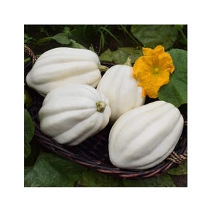 May include: A basket of white acorn squash with ribbed exteriors. A bright yellow squash blossom sits among the squash. The squash are arranged on a bed of green leaves.