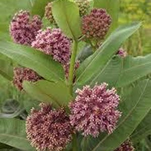 May include: Close-up of a milkweed plant with clusters of small, round, pinkish-purple flowers. The plant has long, green leaves and stems. The background is blurred, suggesting a natural outdoor setting.
