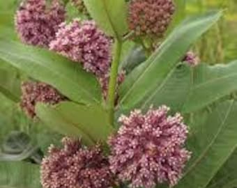 100 Common Milkweed Seeds. Ships free.