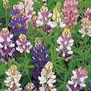 May include: A vibrant field of lupine flowers in various colors, including purple, pink, and white, with green foliage. The flowers are in full bloom, showcasing their tall, spired shape.