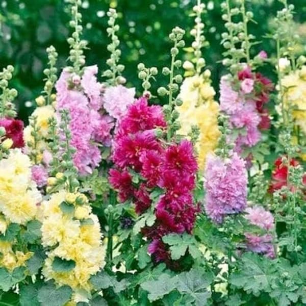 100 Hollyhock, Summer Carnival Mix seeds. Free shipping