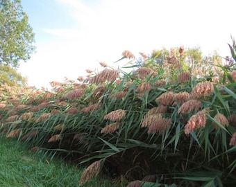 50 Reed Grass Phragmites Seeds. Ships free