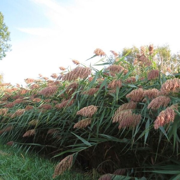 50 Reed Grass Phragmites Seeds. Ships free