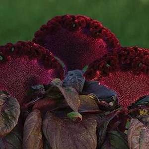 SUBU Concept Celosia Velvet PINK