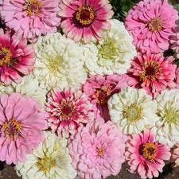 100 Blushing Bride Zinnia Seeds. Ships free