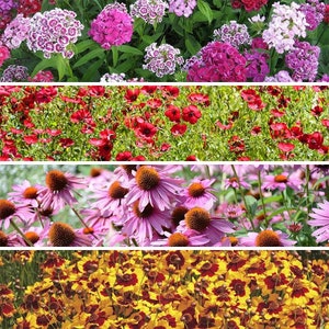 May include: A collection of four different types of flowers in bloom. The top row features pink flowers, the second row features red flowers, the third row features purple flowers, and the bottom row features yellow and red flowers.