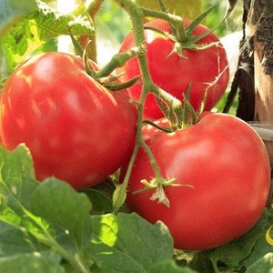 May include: Three ripe red tomatoes hanging on a vine with green leaves. The tomatoes are round and smooth.