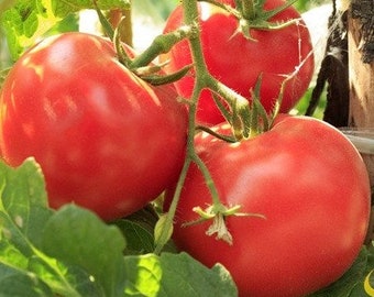 50 Red Deuce Tomato Seeds. Ships free