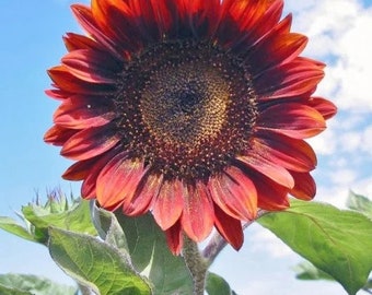 Red Sun Sunflower 50 Seeds. ships free