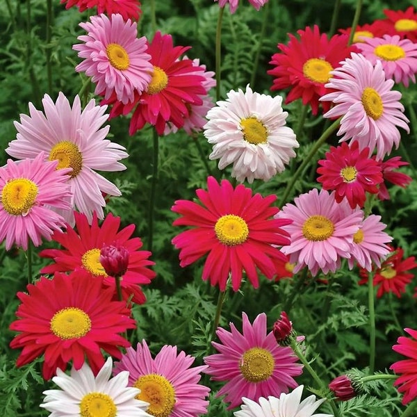 200 Painted Daisy Mix Seeds. Free shipping