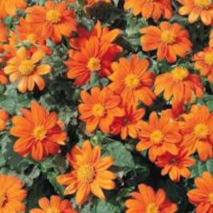 May include: A close-up view of a cluster of vibrant orange flowers with yellow centers. The flowers are in full bloom, surrounded by green foliage. The petals are layered and textured, creating a dense, colorful display.