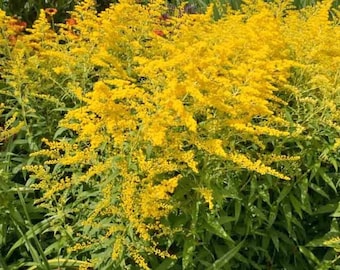 50 Stiff Goldenrod Solidago Seeds. ships free