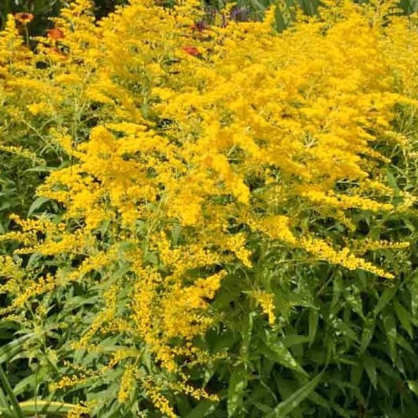 50 Stiff Goldenrod Solidago Seeds. ships free