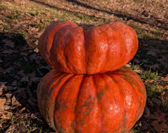 10 Fairytale Pumpkin Seeds. Ships free
